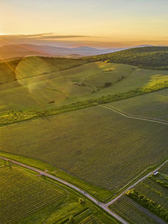 TOKAJ & CO - vinohrady