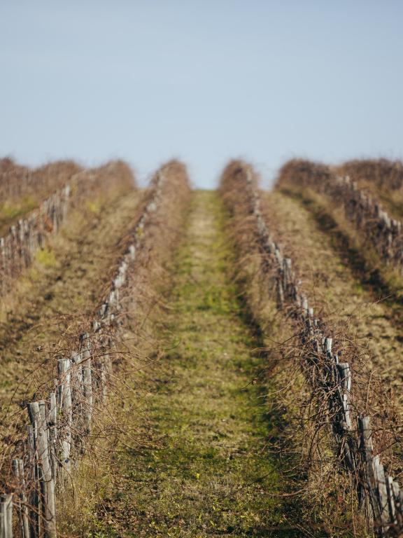 VÍNO NATURAL Domin &amp; Kušický vineyards