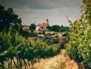 Združenie vinosadských vinohradníkov a vinárov